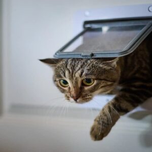 kattenluik laten plaatsen